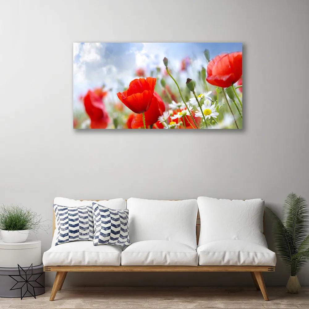 Obraz Canvas Maky sedmokrásky kvety 120x60 cm