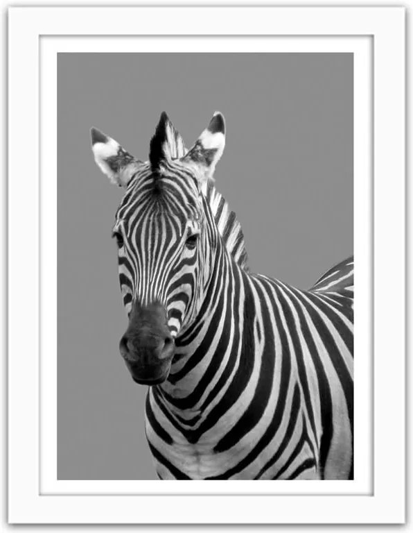 CARO Obraz v ráme - Zebra In Black And White Biela 30x40 cm