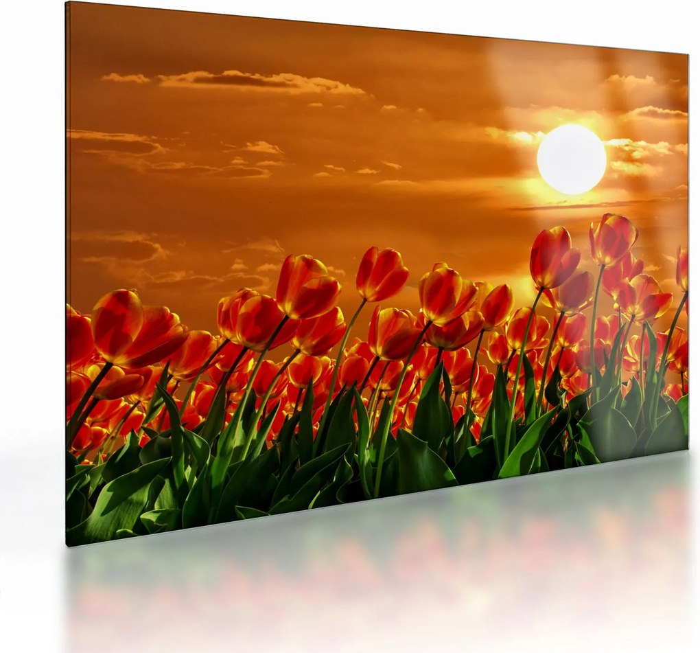 Sklenený obraz rozkvitnutého lánu s tulipánmi (70x50 cm)