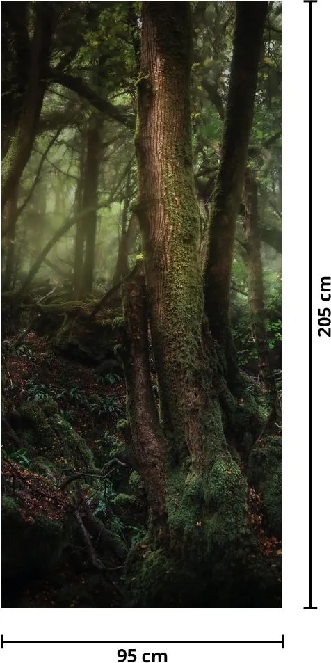 Fototapeta na dvere - Tajomný les (95x205cm)