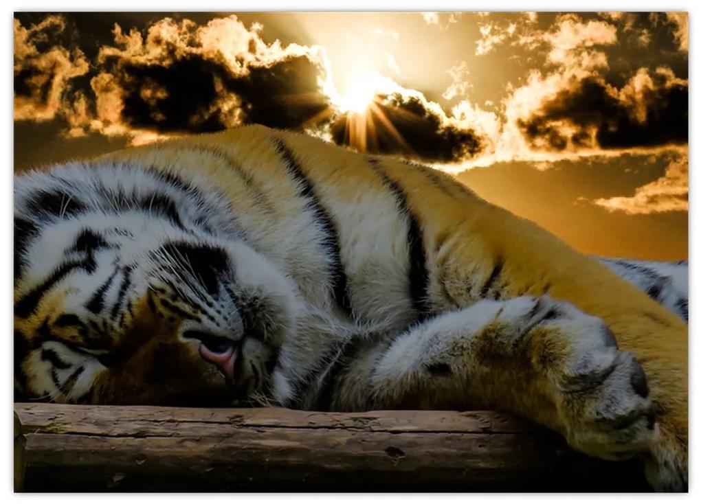Sklenený obraz spiaceho tigra (70x50 cm)