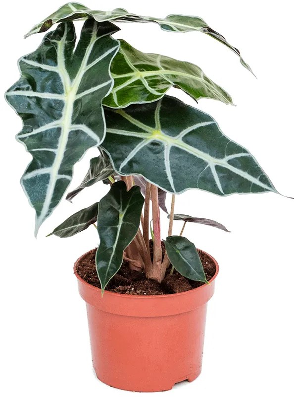 Alocasia polly 12x40 cm