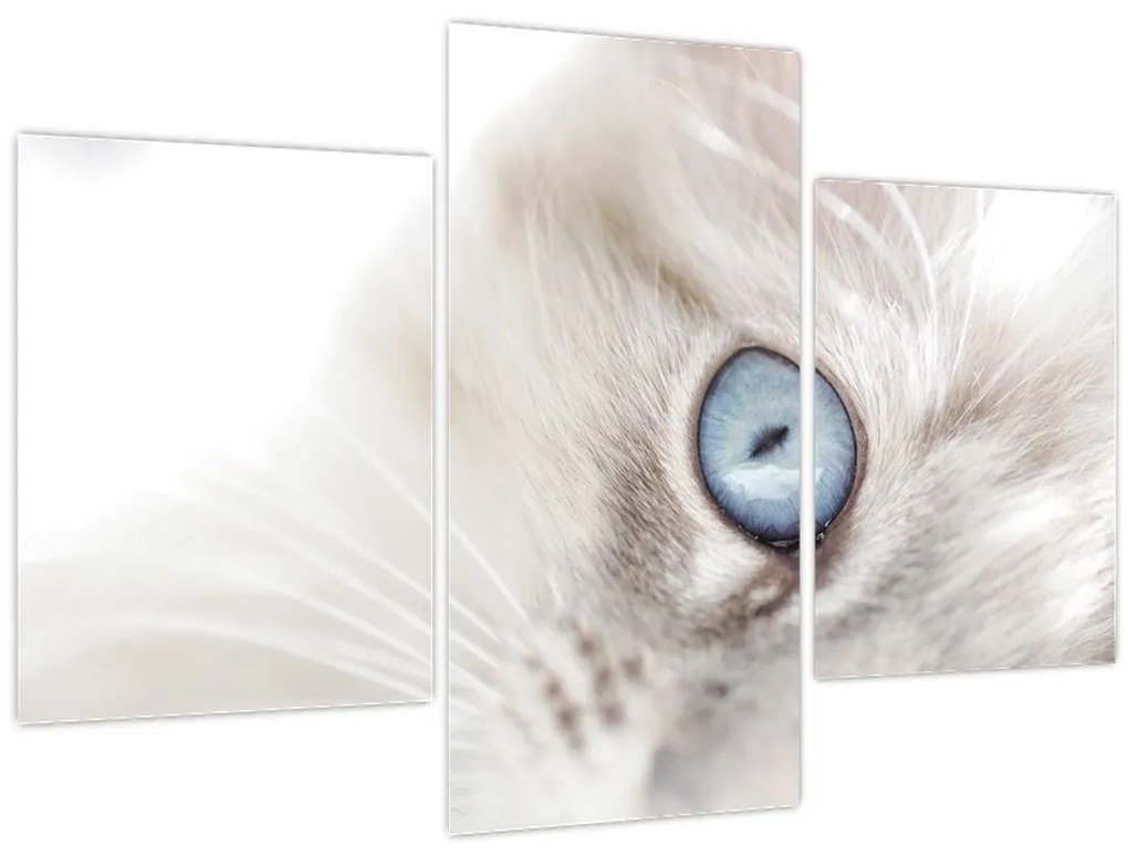 Obraz - Mačka s modrými očami (90x60 cm)