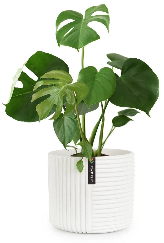 Fox & Fern Hasselt, kvetináč z polystonu, ručne robený