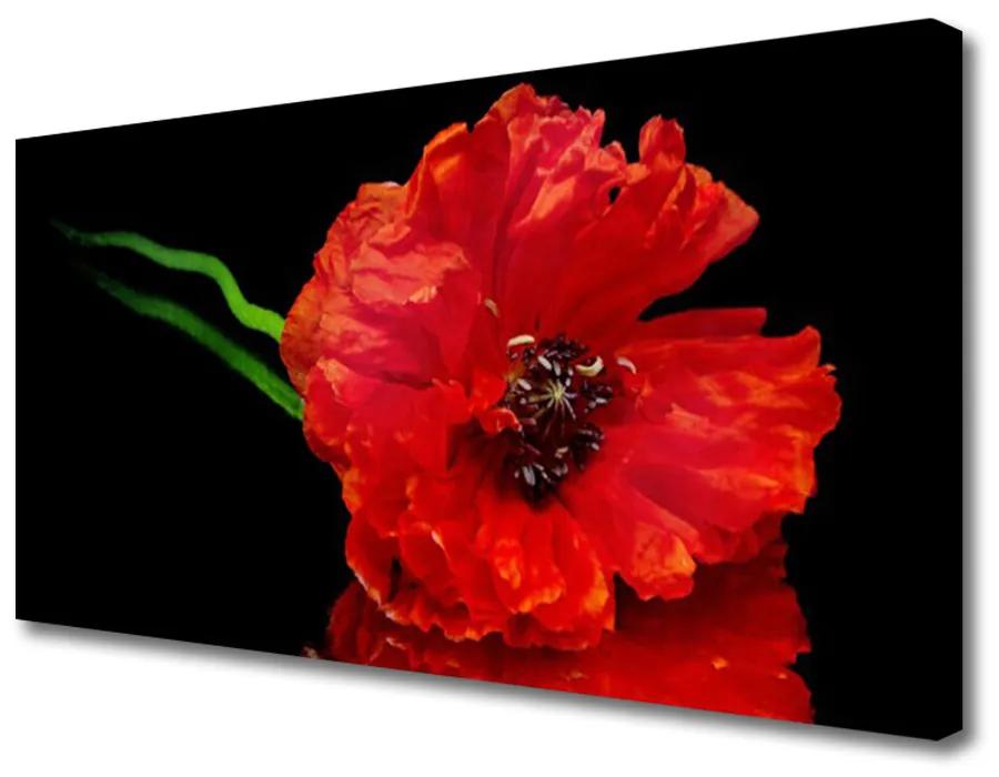 Obraz Canvas Kvet mak rastlina príroda 100x50 cm