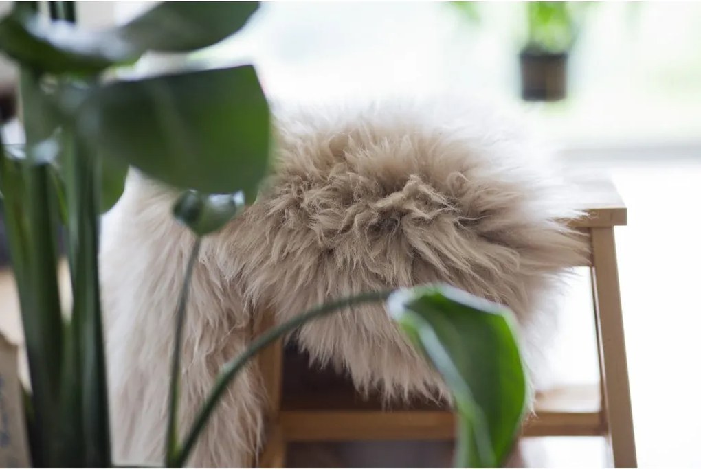 Ovčia kožušina béžová