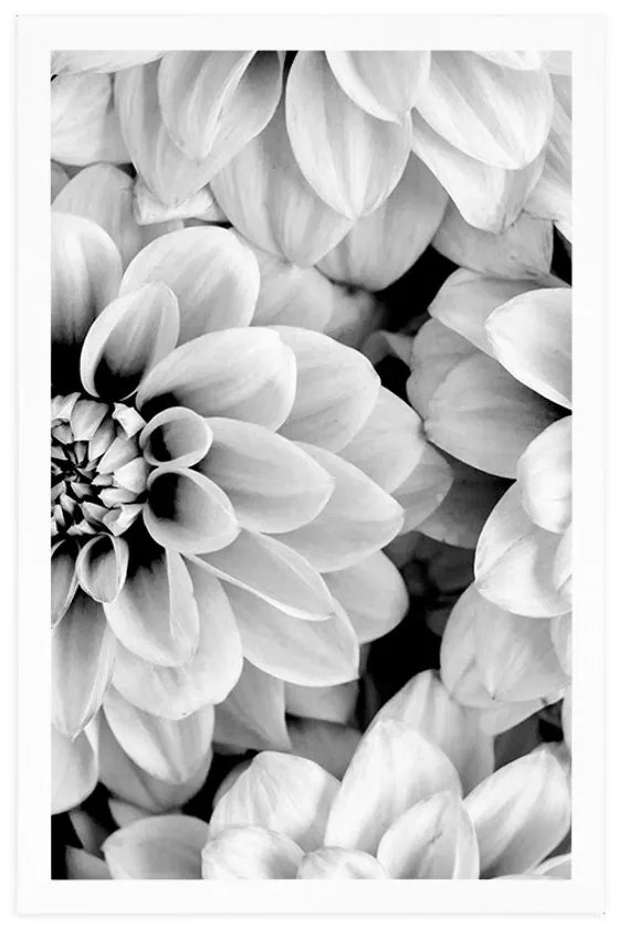 Plagát kvety dálie v čiernobielom prevedení - 60x90 white