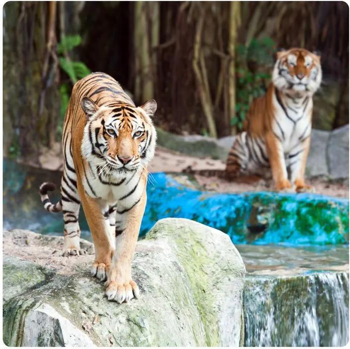 MAXMAX Dekoračné obrázok tigra 19x19 cm