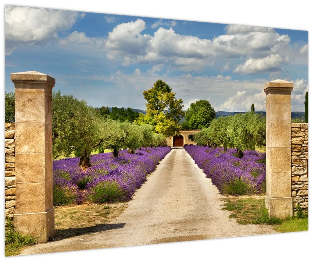 Obraz - Levanduľové cesty (90x60 cm)