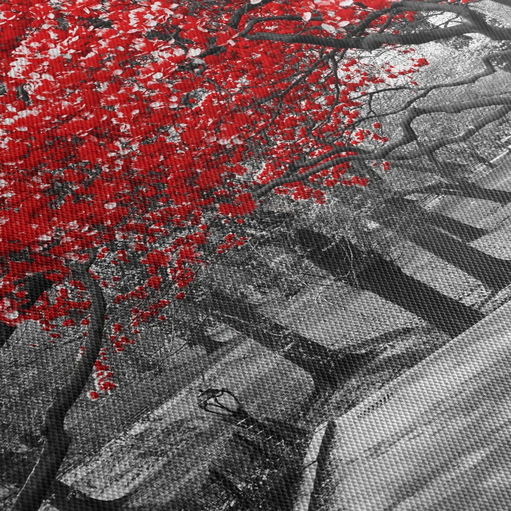 Obraz - Červené stromy, Central Park, New York (90x60 cm)