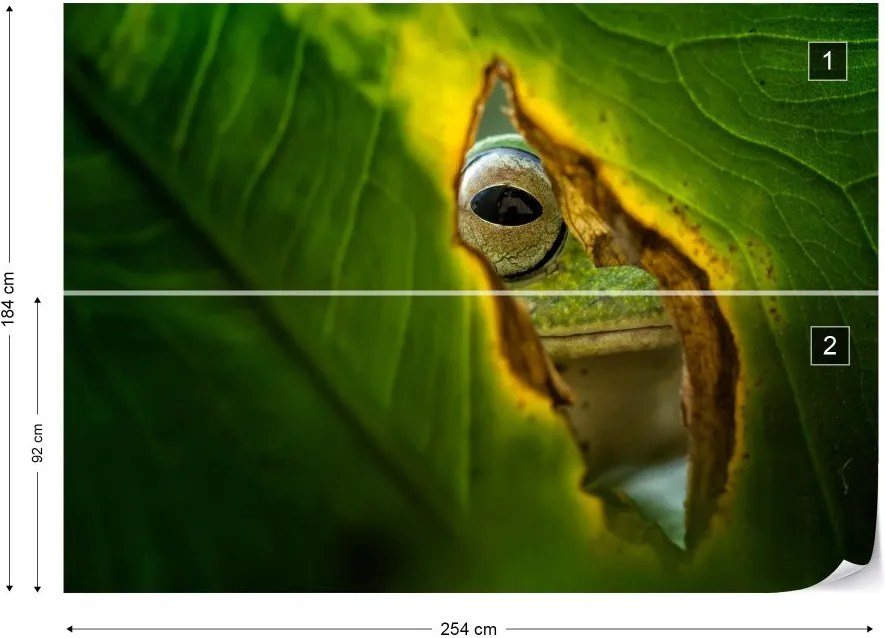 Fototapeta GLIX - Peeking Frog + lepidlo ZADARMO Vliesová tapeta  - 254x184 cm