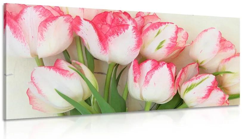 Obraz tulipány v jarnom nádychu Varianta: 100x50