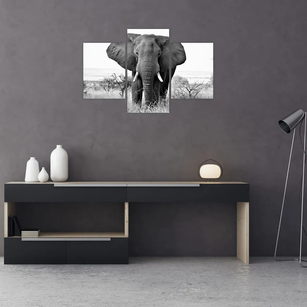 Obraz - Slon africký II. (90x60 cm)