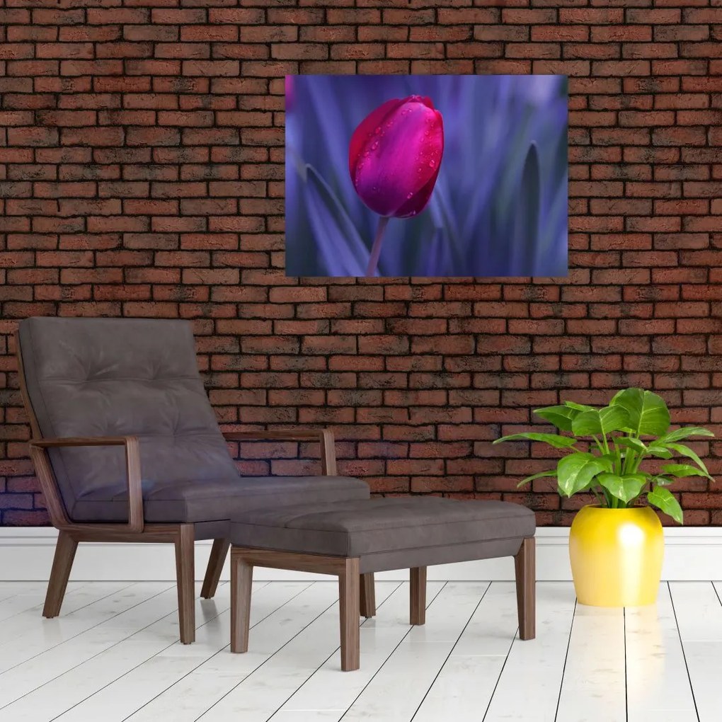 Obraz pupete tulipánu (70x50 cm)
