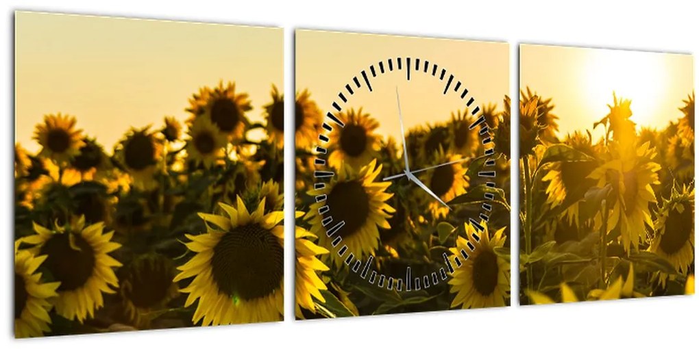 Obraz slnečnicového poľa (s hodinami) (90x30 cm)