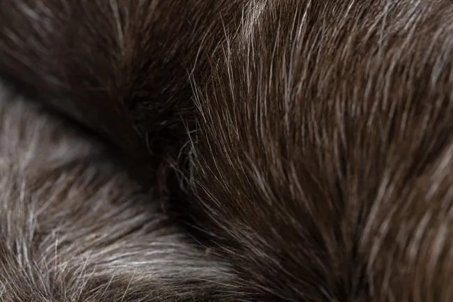 Koberec RENIFER POK018 hnedý / sivý