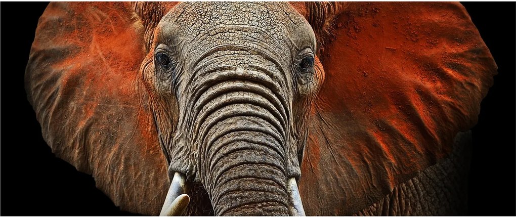 Obraz - Slony z Tsavo (120x50 cm)
