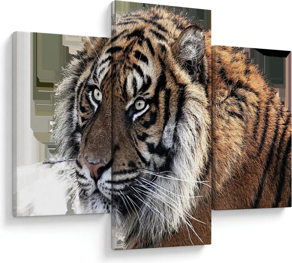 Obraz tigra (90x60 cm)