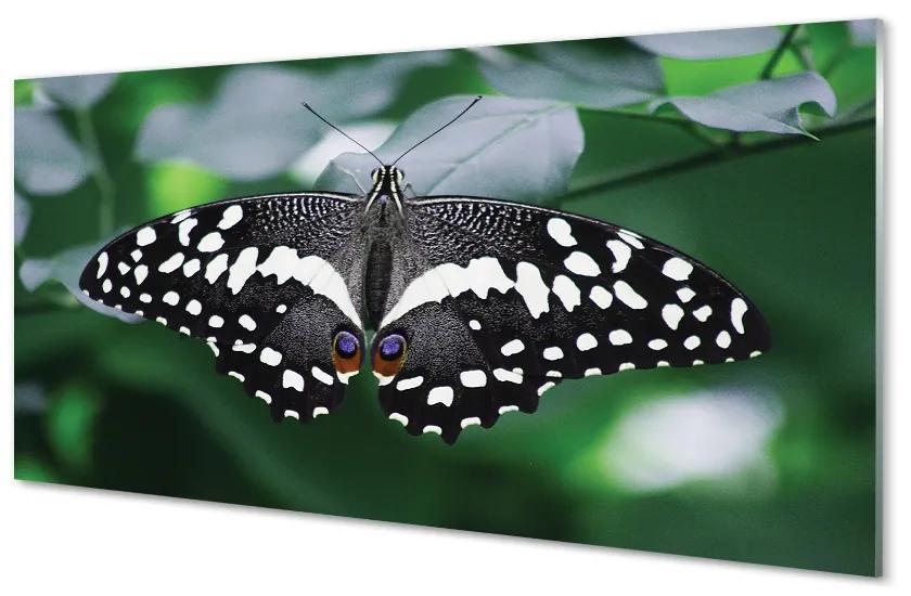 Sklenený obraz Farebný motýľ lístia 120x60 cm