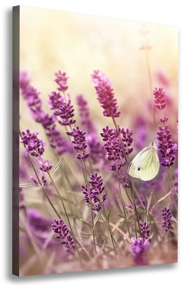 Foto obraz na plátne Kvety levandule pl-oc-70x100-f-81033568