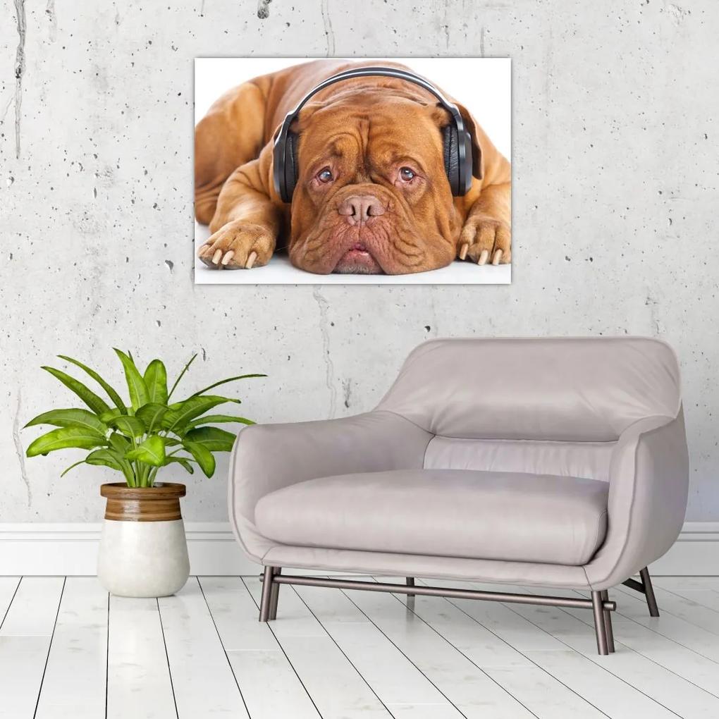 Sklenený obraz psa so slúchadlami (70x50 cm)