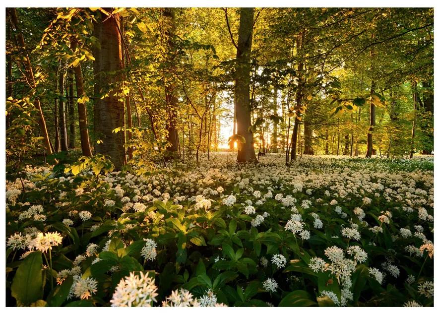 Artgeist Fototapeta - Forest flora Veľkosť: 100x70, Verzia: Premium