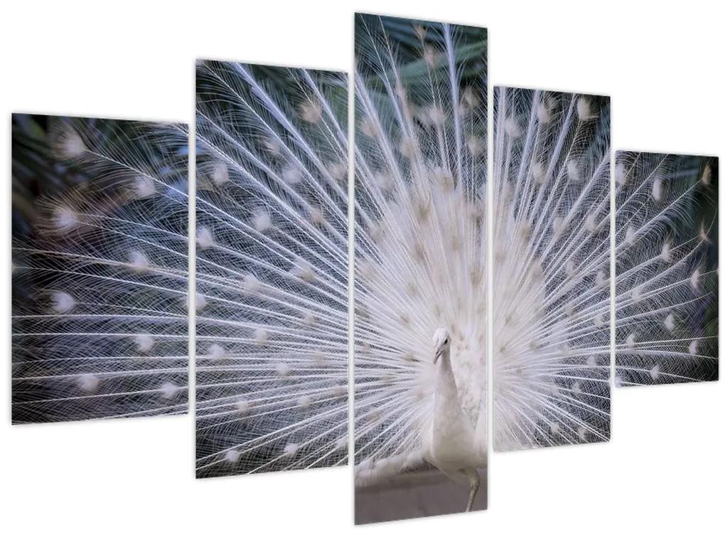 Obraz - Biely páv (150x105 cm)
