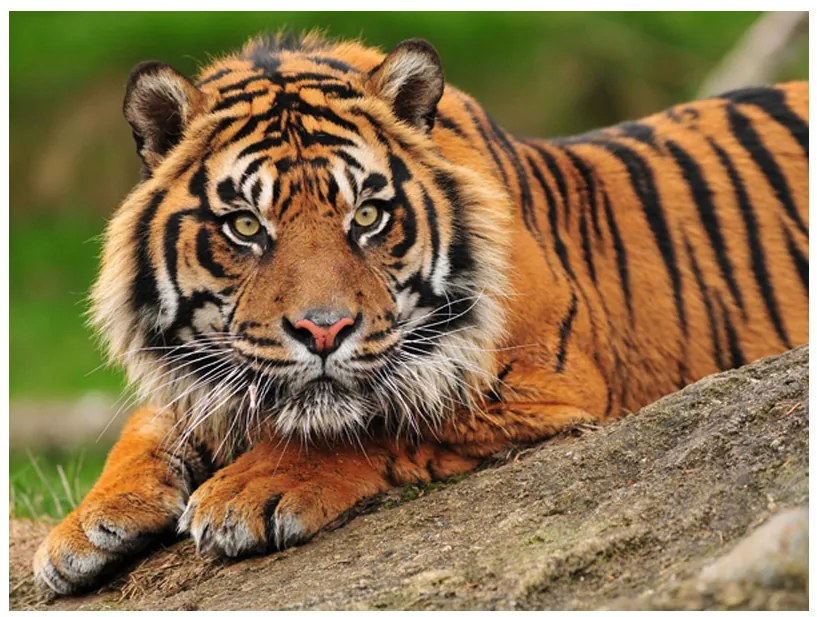 Artgeist Fototapeta - Sumatran tiger Veľkosť: 294x231, Verzia: Samolepiaca