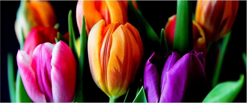 Obraz tulipánov na čiernom pozadí (120x50 cm)