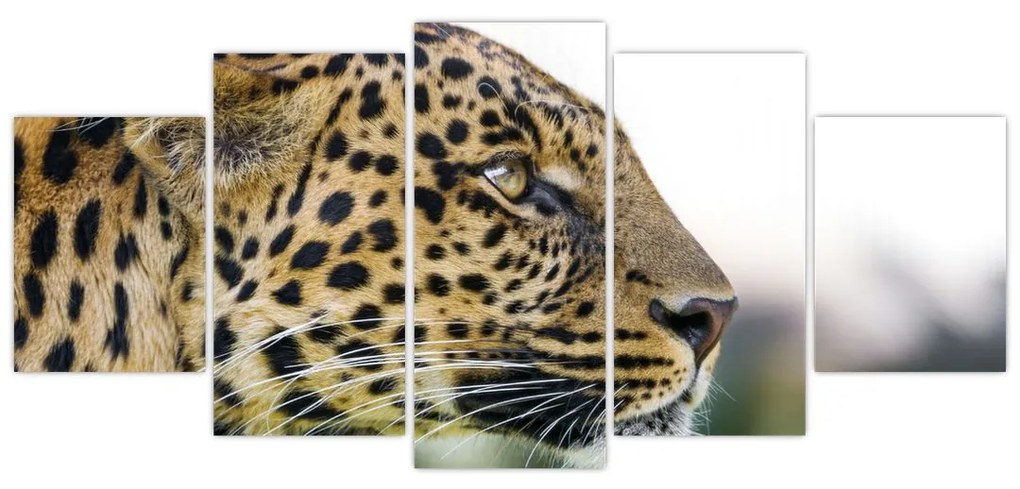 Leopard - obraz