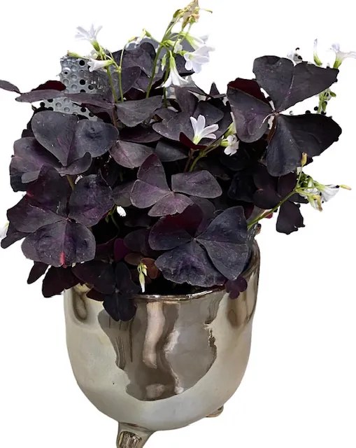 Oxalis triangularis purple 12x25 cm