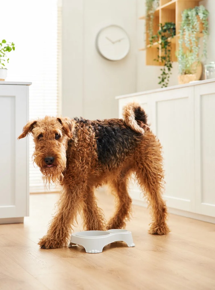 Rotho Miska na krmivo a vodu pre psov a mačky, dvojitá s vekom, SALLY - krémová