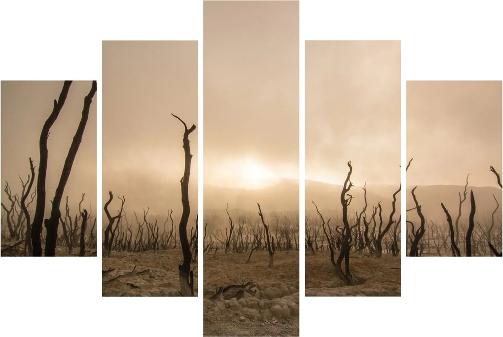 Obraz - Holé stromy (150x105 cm)