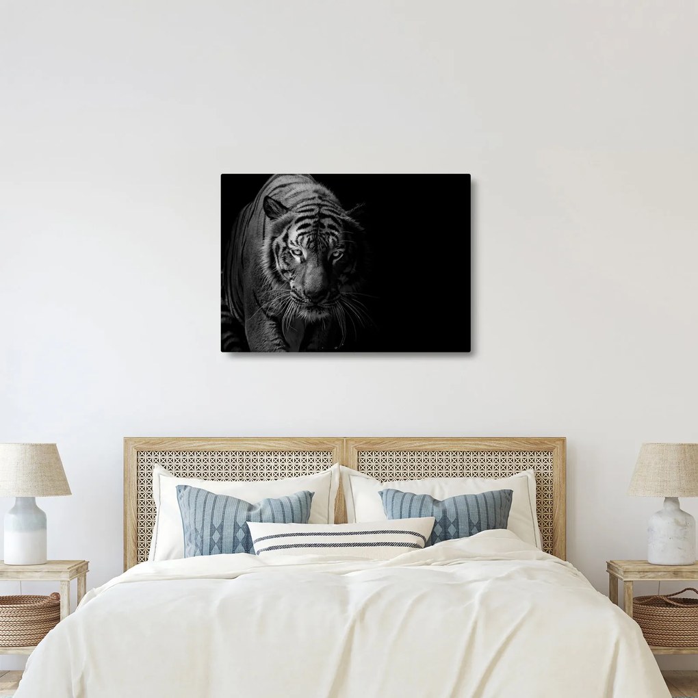 Obraz divokého tigra (70x50 cm)