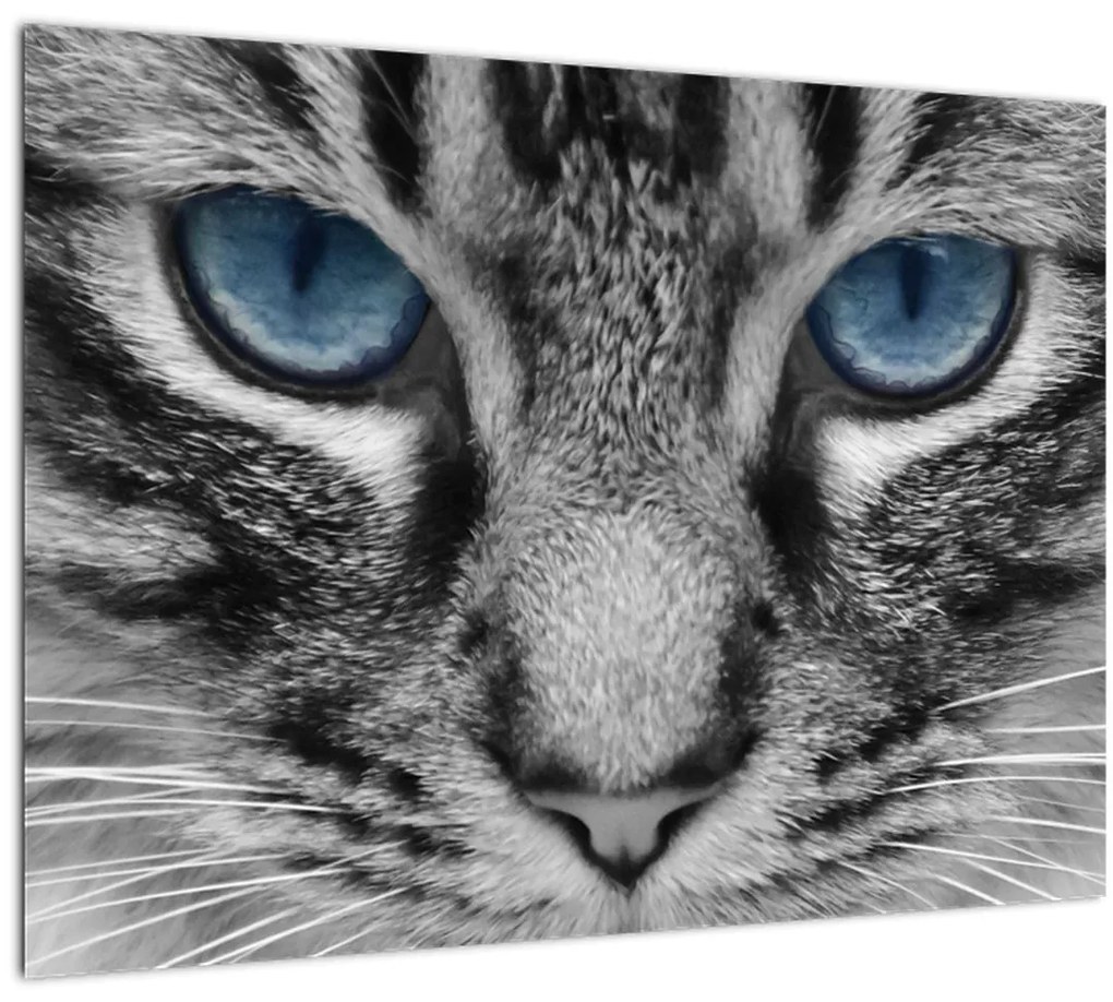 Sklenený obraz mačiatka (70x50 cm)