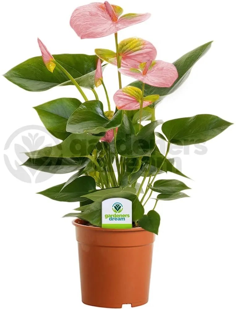 Anthurium and. Joli pink 12x50 cm