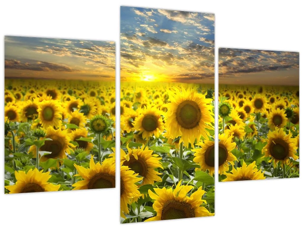 Obraz - Slnečnica pri západe slnka (90x60 cm)