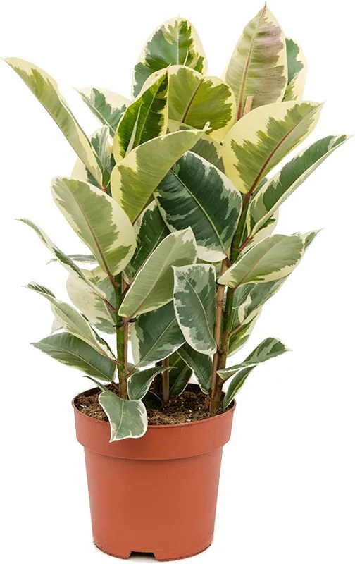 Ficus elastica tineke 24x90 cm