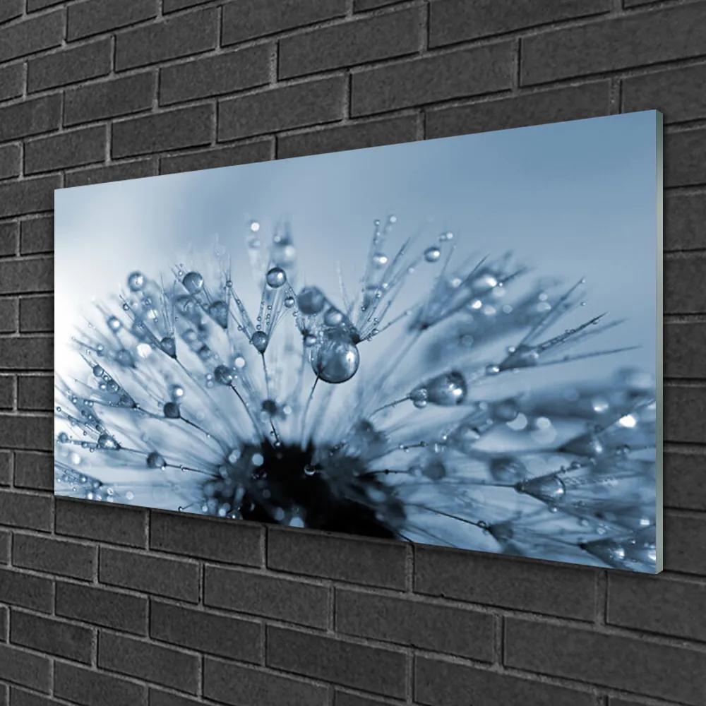 Skleneny obraz Púpava kvet kvapky 120x60 cm