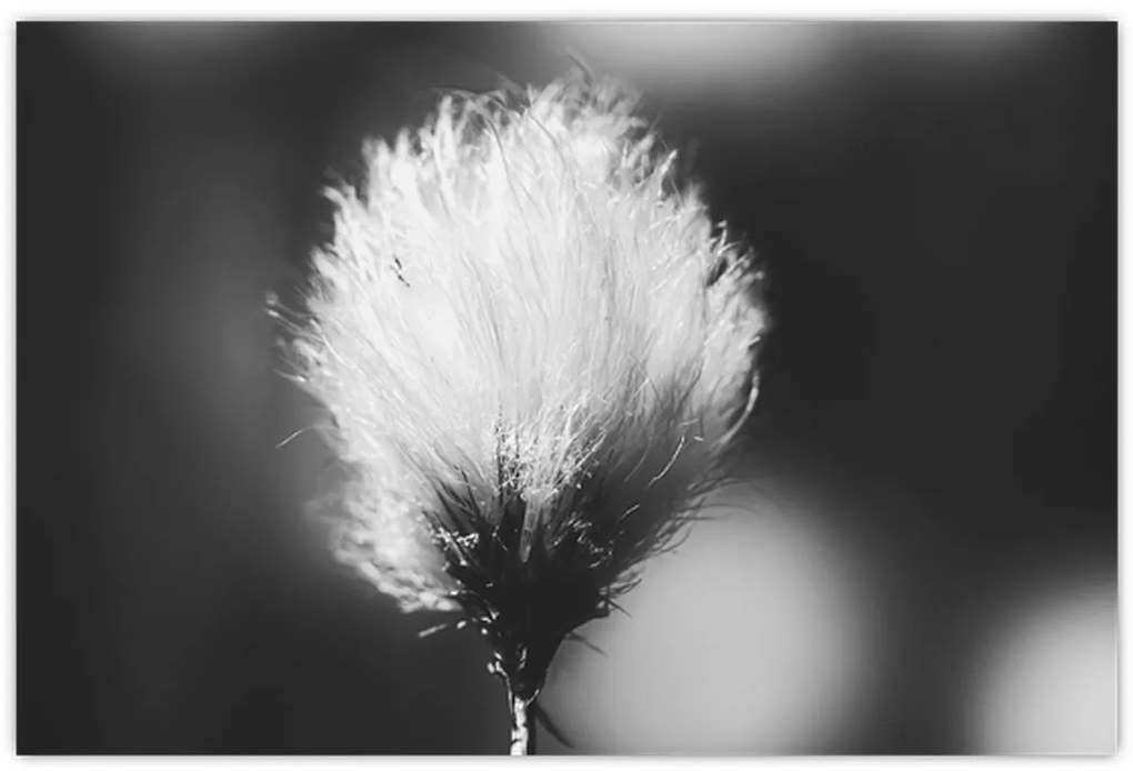 Obraz - Čiernobiely cottongrass (90x60 cm)
