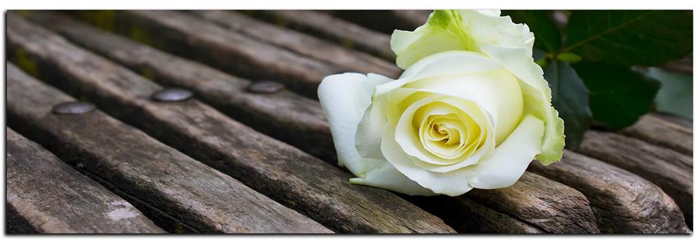 Obraz na plátne - Biela ruža na lavici - panoráma 5224A (120x45 cm)