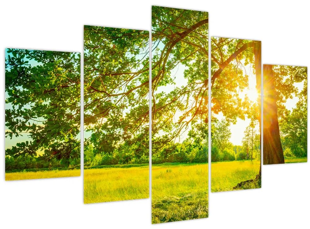 Obraz - Slnečný les (150x105 cm)