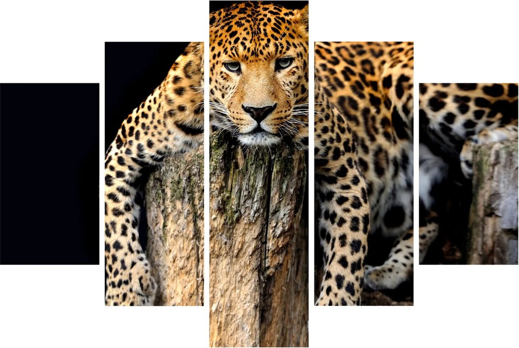 Obraz - Gepard (150x105 cm)