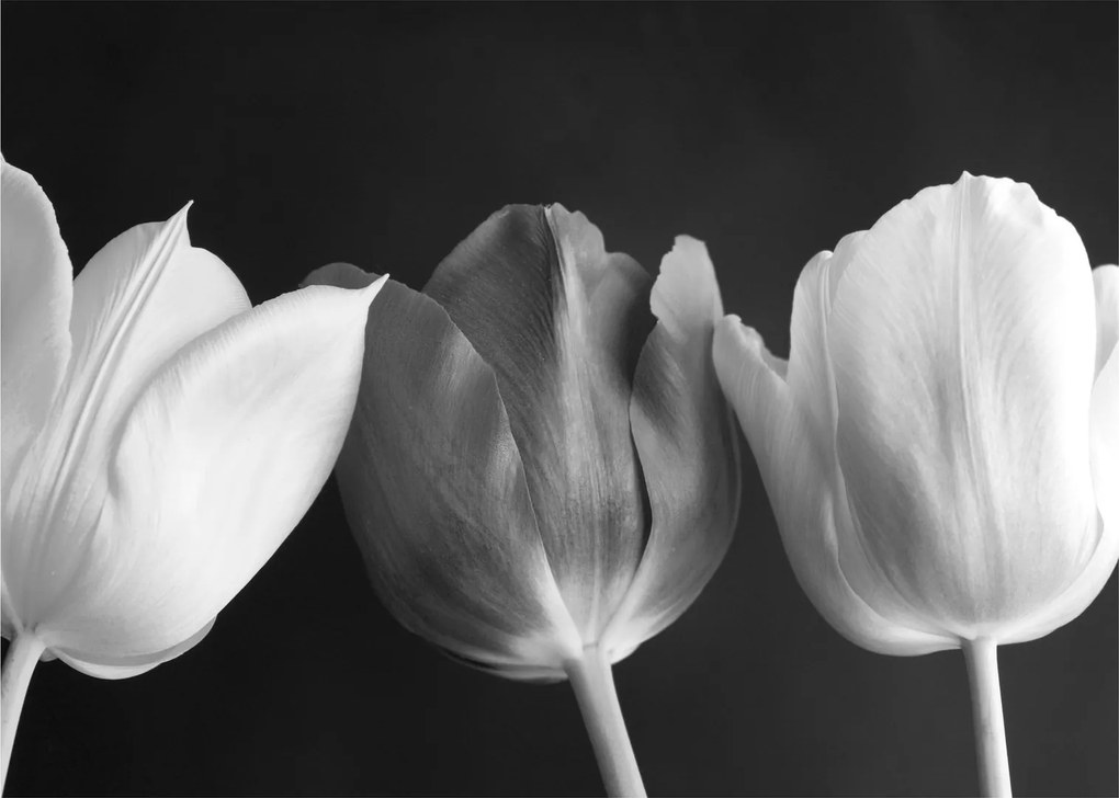 Obraz - Čiernobiele kvety tulipánov (70x50 cm)