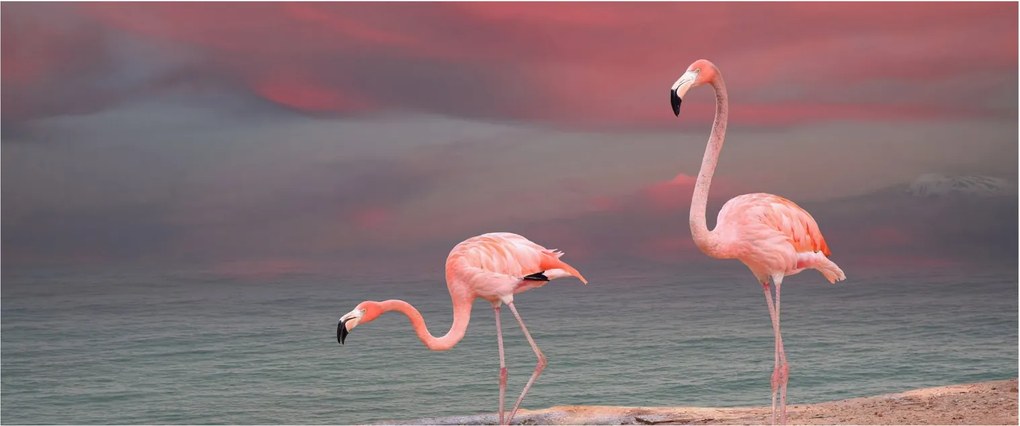 Obraz plameniakov (120x50 cm)