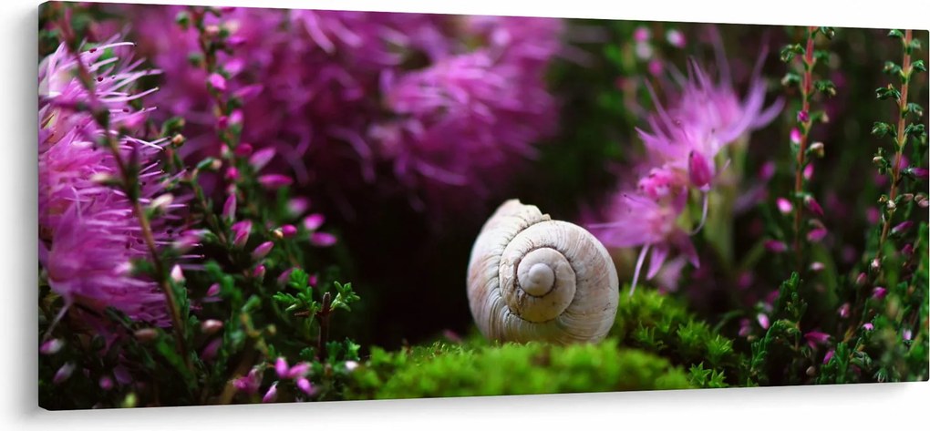 Obraz - Slimáková ulita (120x50 cm)