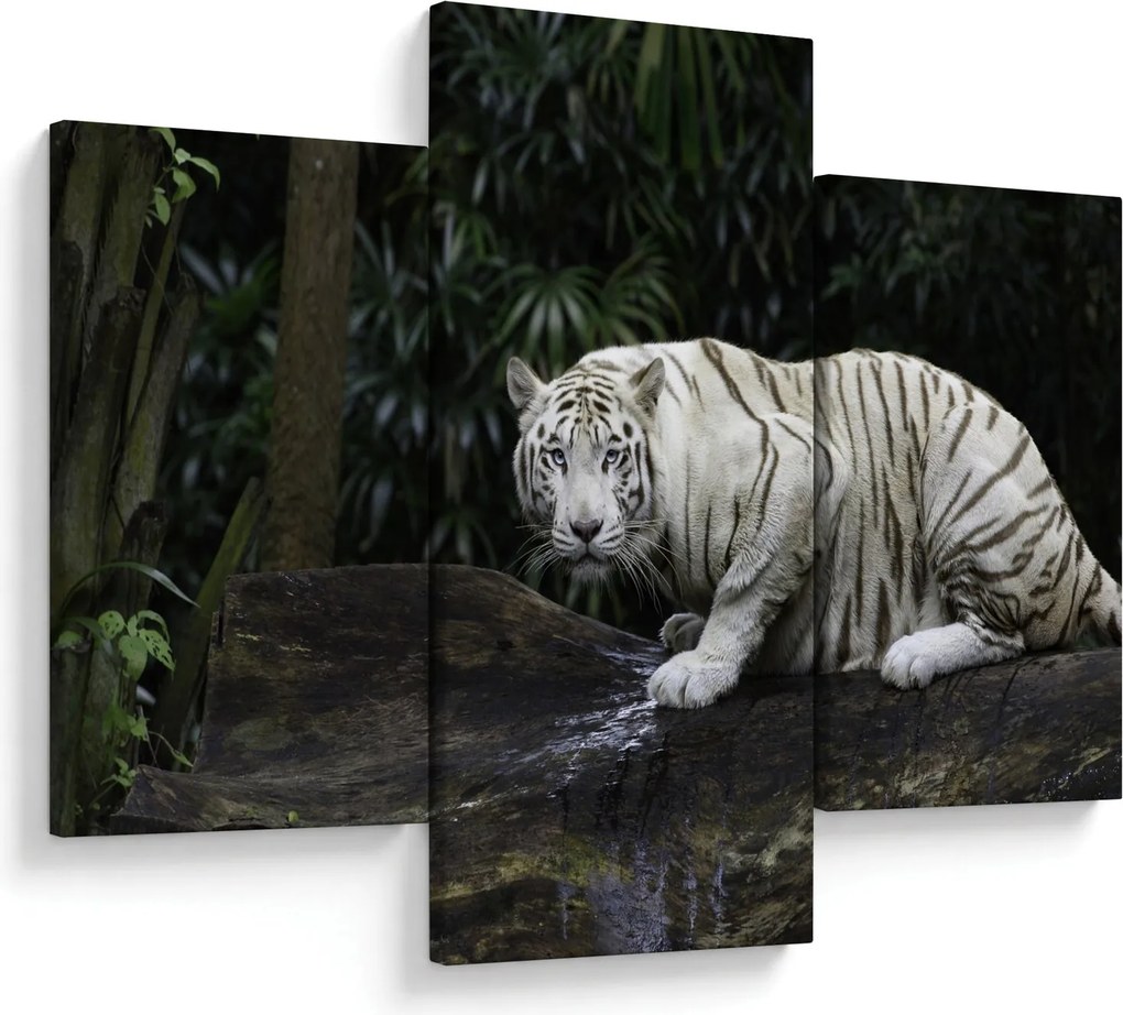 Obraz - Tiger albín (90x60 cm)