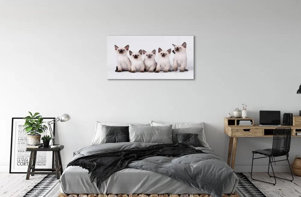 Sklenený obraz malé mačky 100x50 cm
