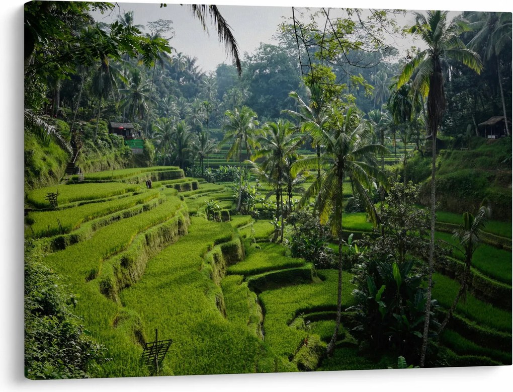 Obraz ryžových terás Tegalalang, Bali (70x50 cm)