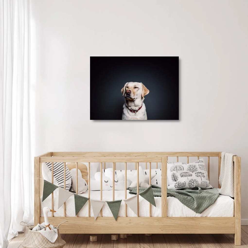 Sklenený obraz labradora (70x50 cm)